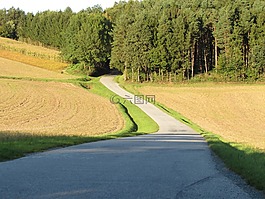 林道,離,森林路徑