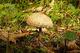 蘑菇,性質(zhì),秋季