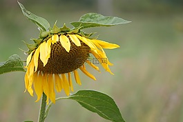 太陽(yáng)花,開(kāi)花,黃色