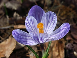 番紅花,春,花