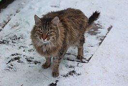 猫,西伯利亚猫,雪