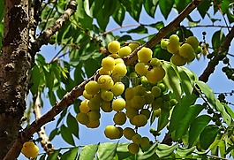 漿果,成熟,黃色