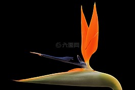 strelizie,开花,橙