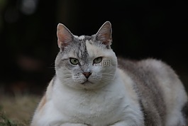 貓,寵物,三色