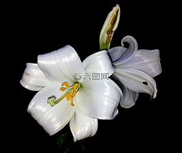 莉莉,花,白