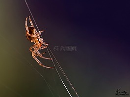 蜘蛛,昆蟲(chóng),動(dòng)物野生動(dòng)物