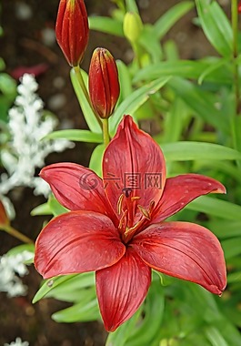 百合,紅色,花