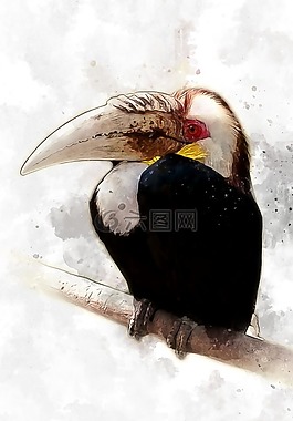 犀鳥,鳥,動(dòng)物