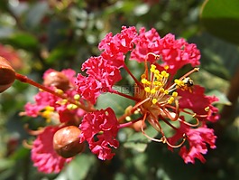 紅色的,與,雌蕊