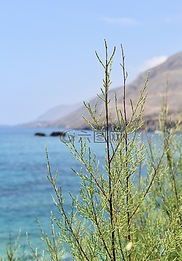 特写,关闭,展望