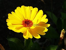 黄,自然,花