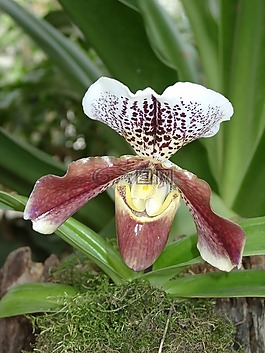 花,蘭花,廠
