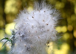 种子,飞行的种子,指出花