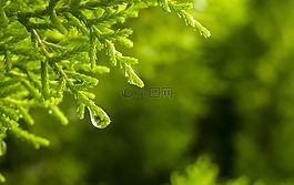 下降,雨,绿色