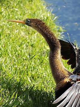 鳥(niǎo),的的,湖