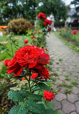 鮮花,玫瑰,葉子