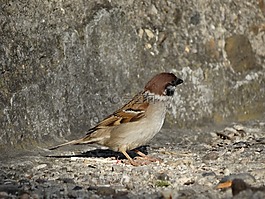 鳥(niǎo),動(dòng)物區(qū)系,麻雀