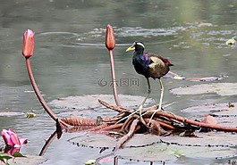 鳥,水,花