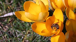 蜜蜂,花,藏紅花