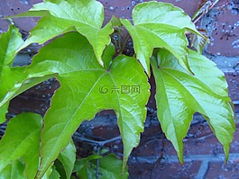 藤,葉子,酒