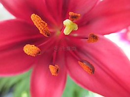 花萼,雌蕊,花粉