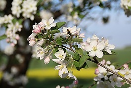 春,鮮花,蘋果
