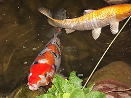 錦鯉,鯉魚,鯉