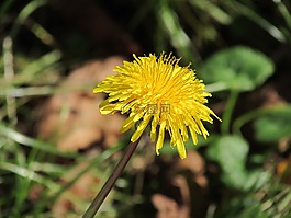 蒲公英,花,黃色