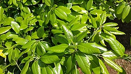 葉子,日本,植物