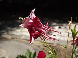 鴿的,花,自然花