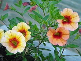 calibrachoa,花,植物