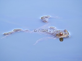 青蛙,水,游泳