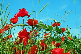 紅罌粟,klatschmohn,罌粟