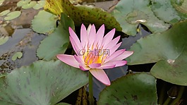 蓮花,粉紅色蓮花,粉紅色