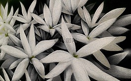鮮花,植物,白色的花