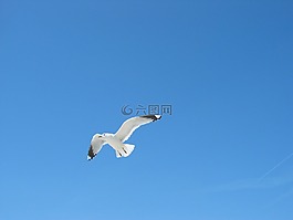 天空,海鷗,藍(lán)色