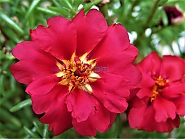 花,紅色,黃色