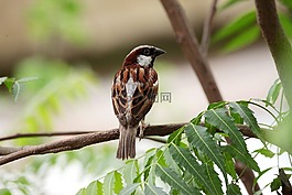 鳥,樹,葉