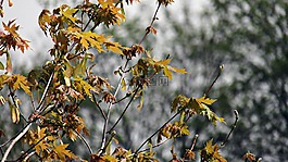 秋,植物,性質(zhì)