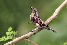 木材,鳥,葉