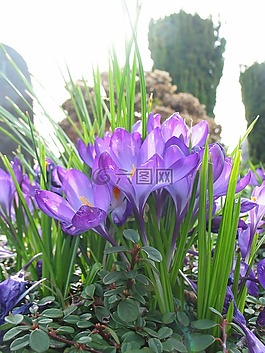 藏紅花,紫,春天