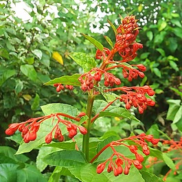 花,美做,泡泡花