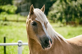 haflinger,马,母马