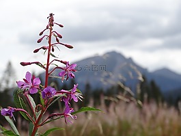 性質(zhì),山,植物