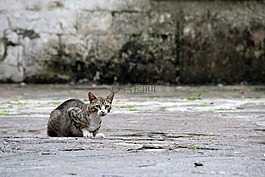 猫,小猫,年轻的猫