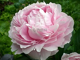牡丹,開(kāi)花,觀賞植物