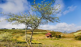 樹(shù),自然,景觀