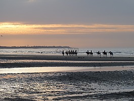 日落,馬,海邊