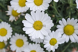 雛菊,花,草地