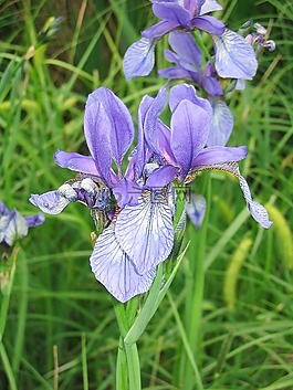 百合,紫,花